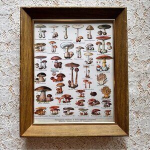 Vintage Wood Framed Mushroom Chart Decor 8x10